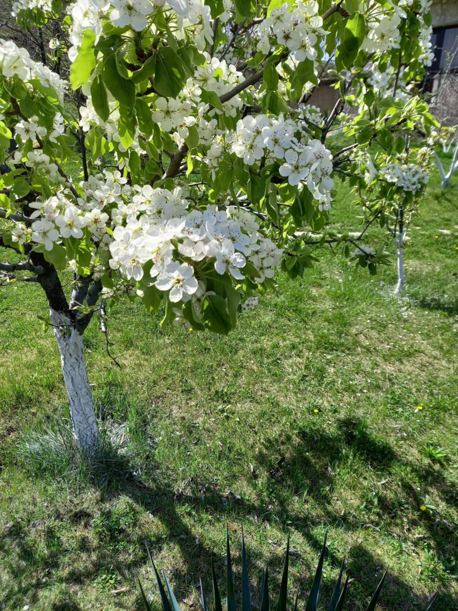 Guest House Ijevan'S Garden Exterior photo