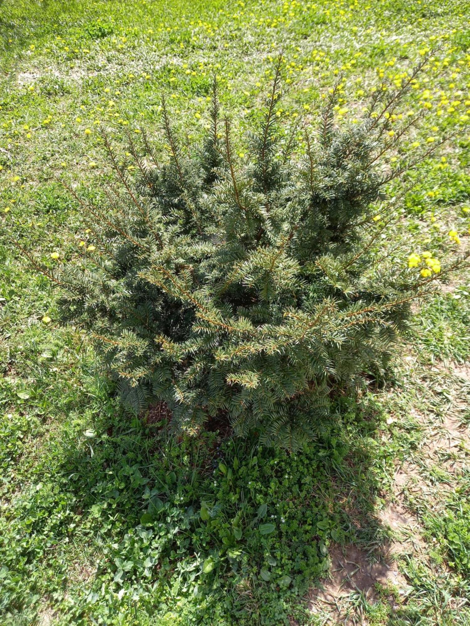 Guest House Ijevan'S Garden Exterior photo
