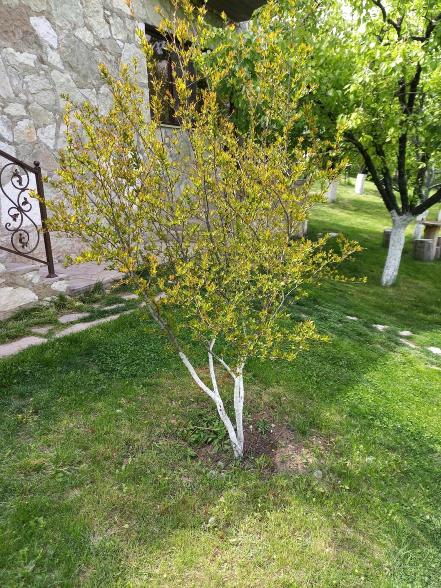 Guest House Ijevan'S Garden Exterior photo