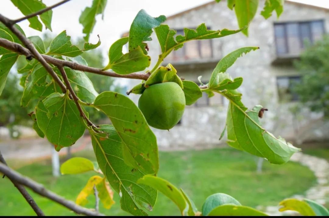 Guest House Ijevan'S Garden Exterior photo